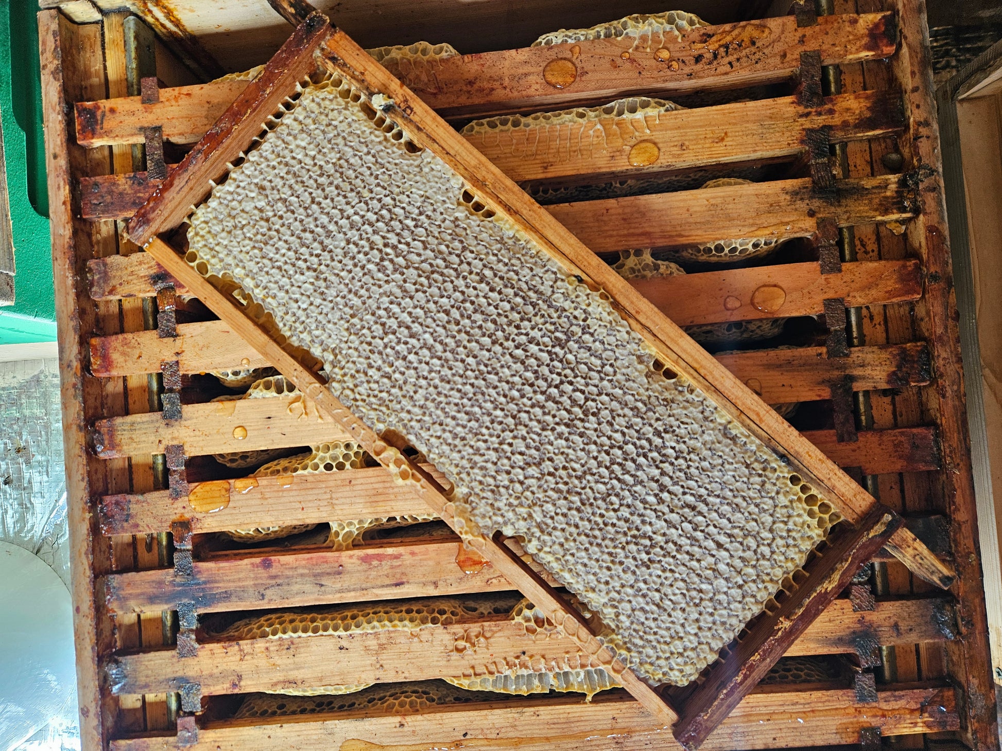A comb of honey laying on a super of 10 frames of honey comb.