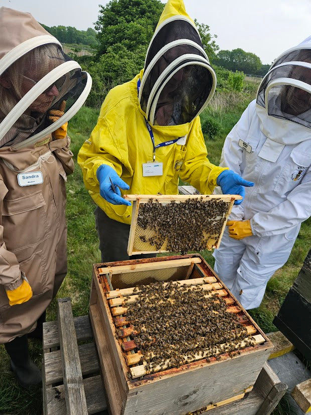 1 hour beekeeping mentoring service - Addlestone honey