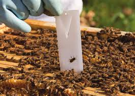 Mite treatment service