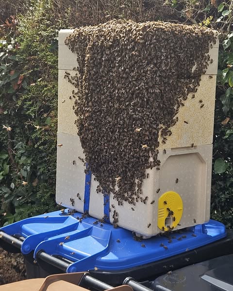 Retrieving a swarm from a chimney