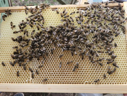 Why buy local honey?