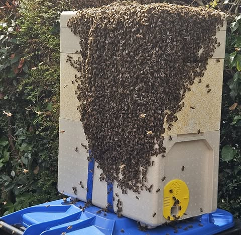 A swarm of honeybees clustered on a poly nuc hive.