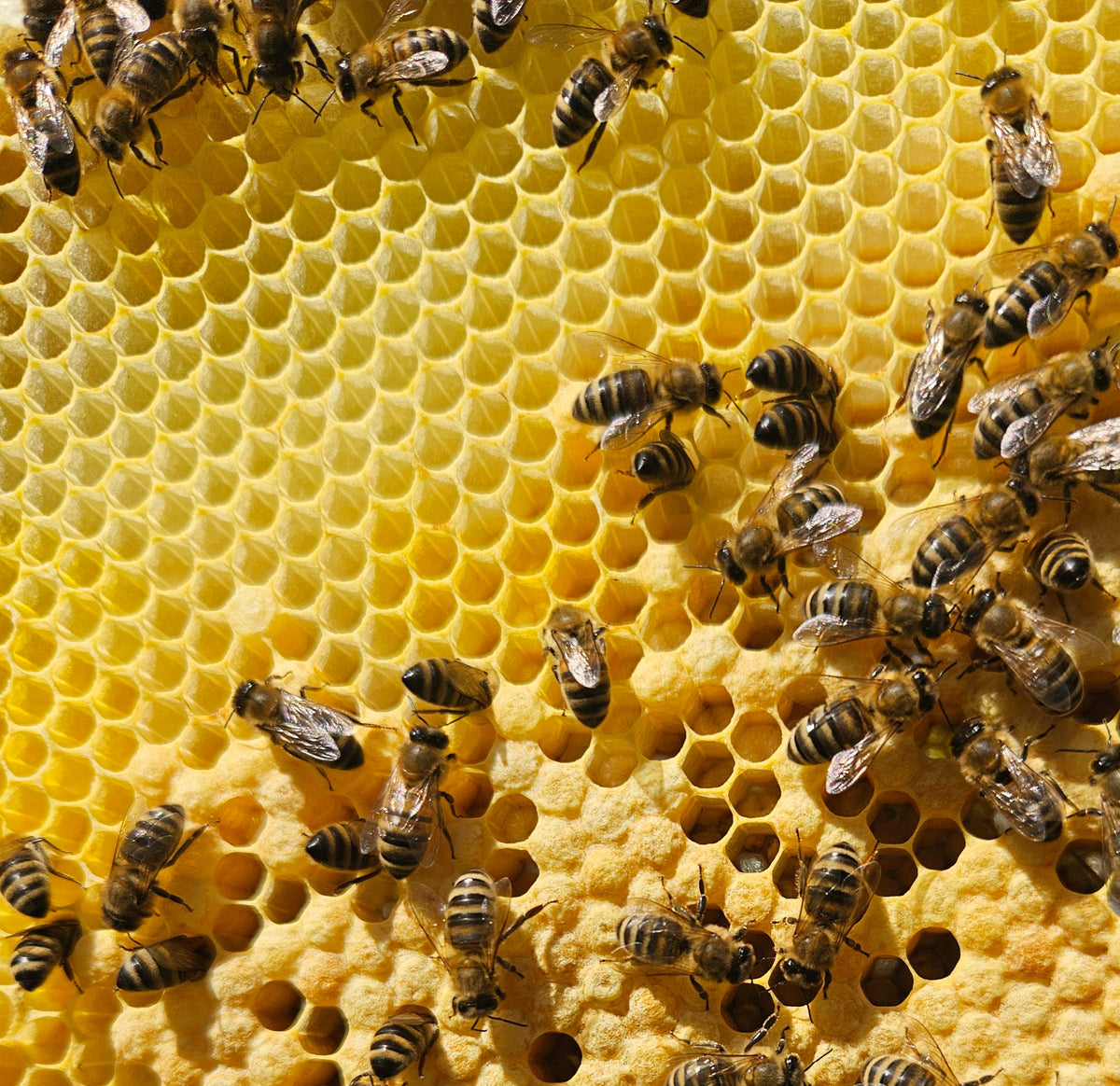 Honey bees and wax comb.