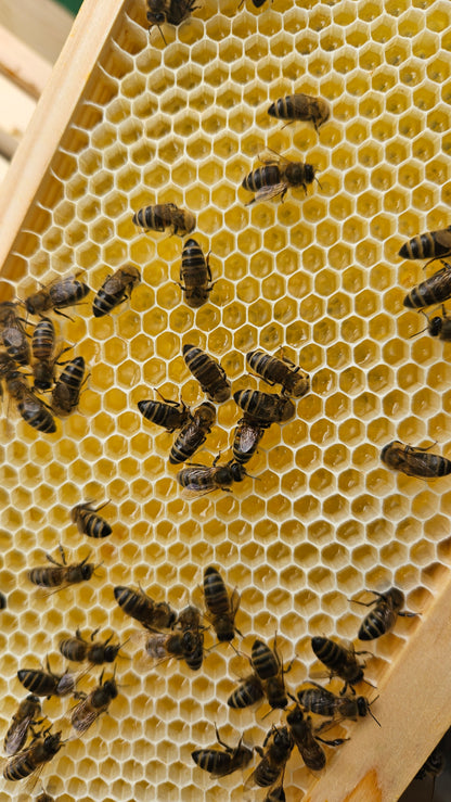 Honey bees on comb of nectar