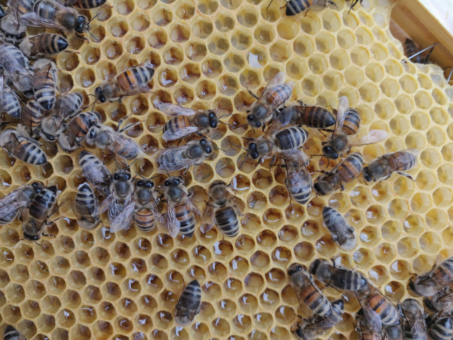 Addlestone bees on honeycomb.