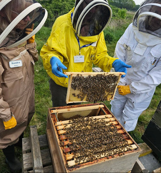 1 hour beekeeping mentoring service - Addlestone honey
