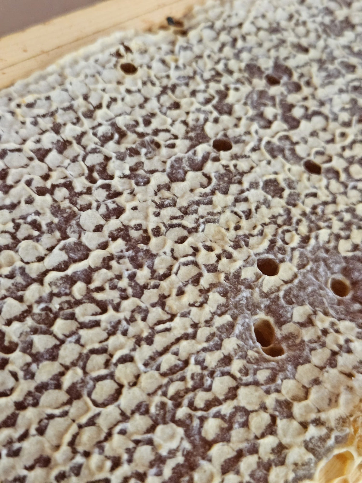 Frame of 100% Pure Raw Honeycomb - Addlestone honey