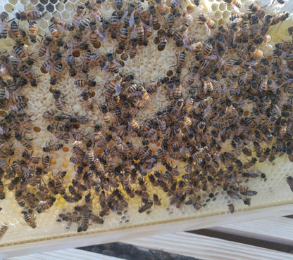 Honey bees on brood comb