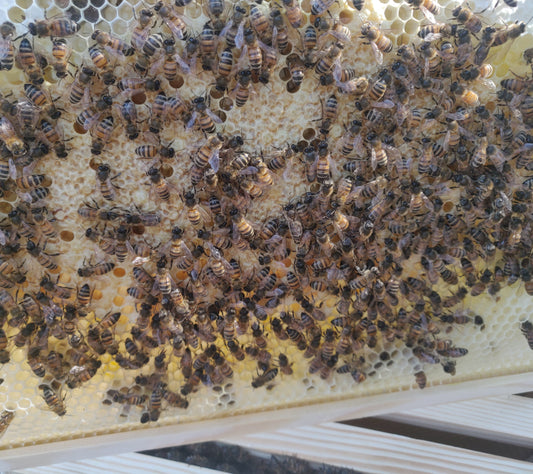 Honey bees on brood comb